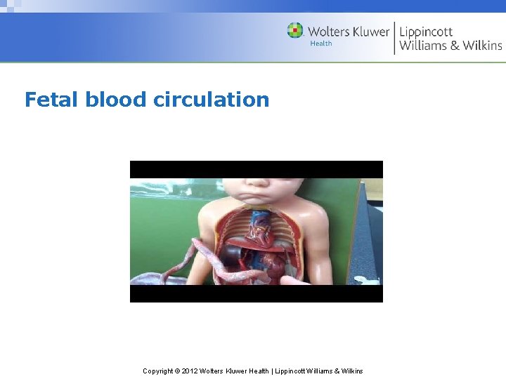 Fetal blood circulation Copyright © 2012 Wolters Kluwer Health | Lippincott Williams & Wilkins