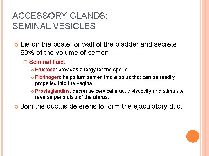 ACCESSORY GLANDS: SEMINAL VESICLES Lie on the posterior wall of the bladder and secrete