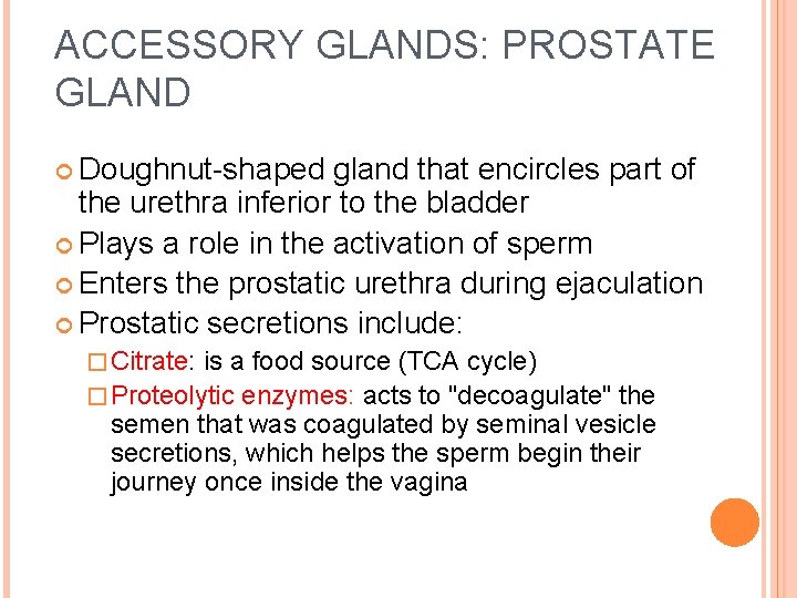 ACCESSORY GLANDS: PROSTATE GLAND Doughnut-shaped gland that encircles part of the urethra inferior to