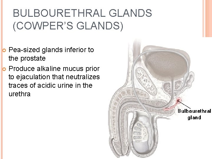 BULBOURETHRAL GLANDS (COWPER’S GLANDS) Pea-sized glands inferior to the prostate Produce alkaline mucus prior