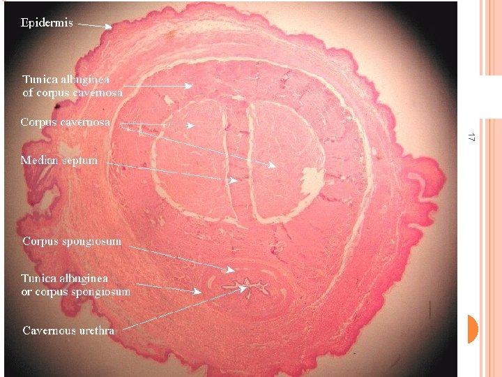PENIS HISTOLOGY 17 