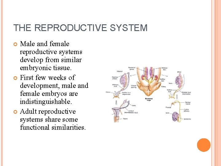 THE REPRODUCTIVE SYSTEM Male and female reproductive systems develop from similar embryonic tissue. First