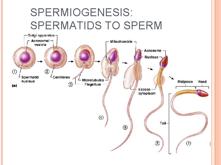 SPERMIOGENESIS: SPERMATIDS TO SPERM 25 