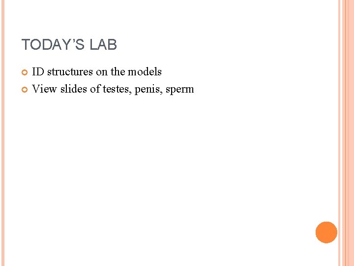 TODAY’S LAB ID structures on the models View slides of testes, penis, sperm 