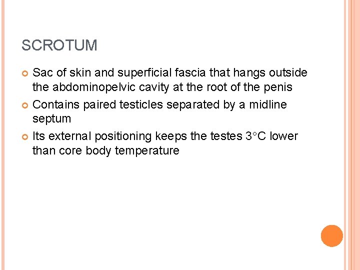 SCROTUM Sac of skin and superficial fascia that hangs outside the abdominopelvic cavity at