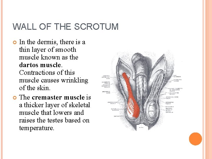 WALL OF THE SCROTUM In the dermis, there is a thin layer of smooth