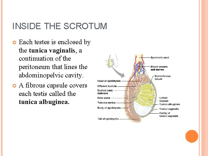 INSIDE THE SCROTUM Each testes is enclosed by the tunica vaginalis, a continuation of