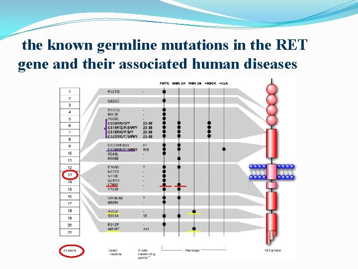 the known germline mutations in the RET gene and their associated human diseases the known germline mutations in the RET gene and their associated human diseases