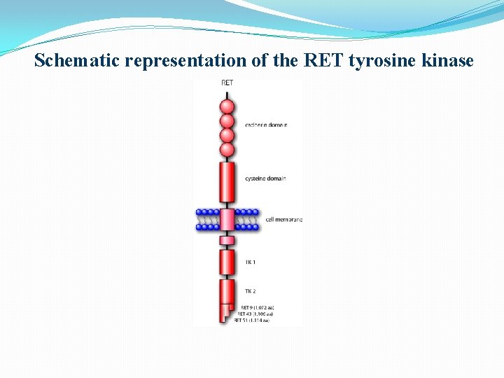 Schematic representation of the RET tyrosine kinase Schematic representation of the RET tyrosine kinase