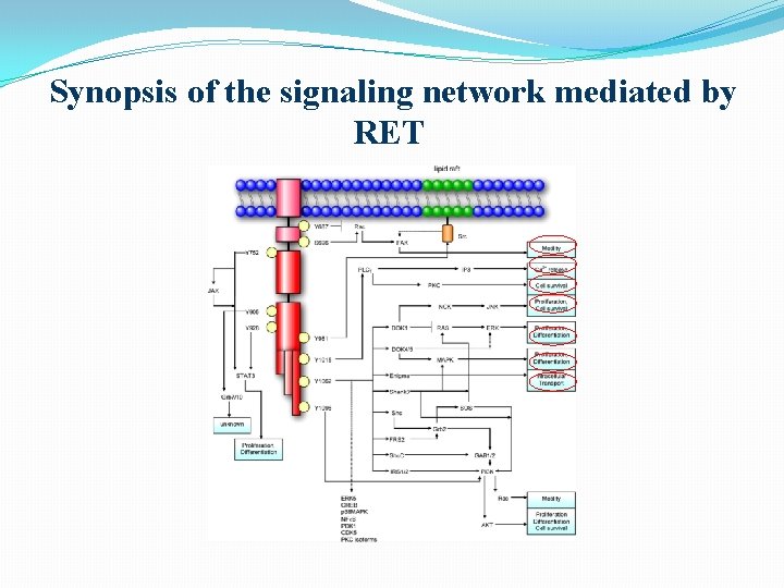 Synopsis of the signaling network mediated by RET Synopsis of the signaling network mediated by RET