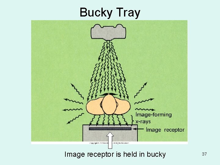 Bucky Tray Image receptor is held in bucky 37 