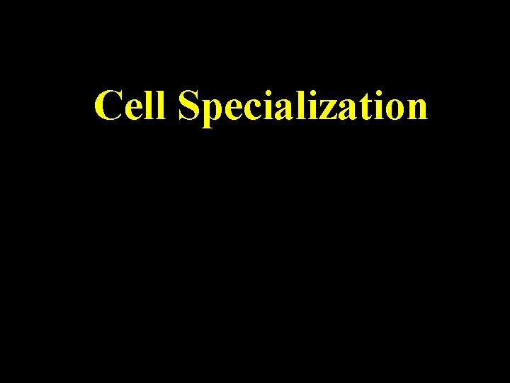 Cell Specialization 