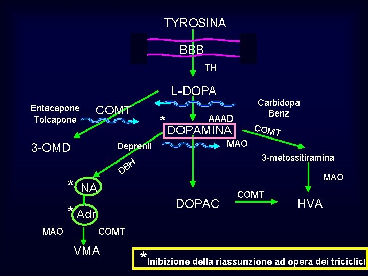 TYROSINA BBB TH L-DOPA Entacapone Tolcapone COMT 3 -OMD * Carbidopa Benz AAAD COMT