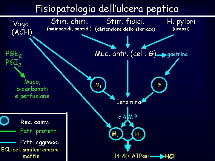 Fisiopatologia dell’ulcera peptica Vago (ACH) Stim. chim. Stim. fisici. H. pylori (aminoacidi, peptidi) (distensione
