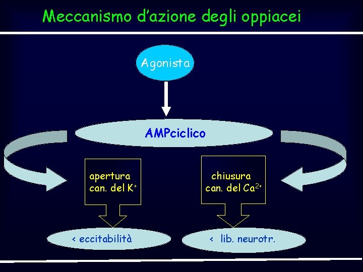 Meccanismo d’azione degli oppiacei Agonista AMPciclico apertura can. del K+ < eccitabilità chiusura can.