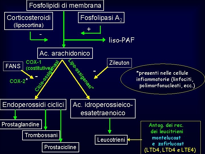 Fosfolipidi di membrana Corticosteroidi Fosfolipasi A 2 (lipocortina) + - liso-PAF Ac. arachidonico na