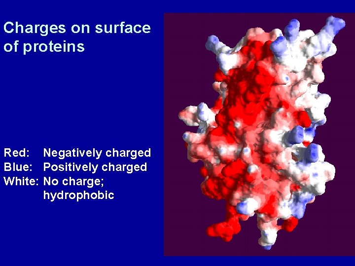 Charges on surface of proteins Red: Negatively charged Blue: Positively charged White: No charge;