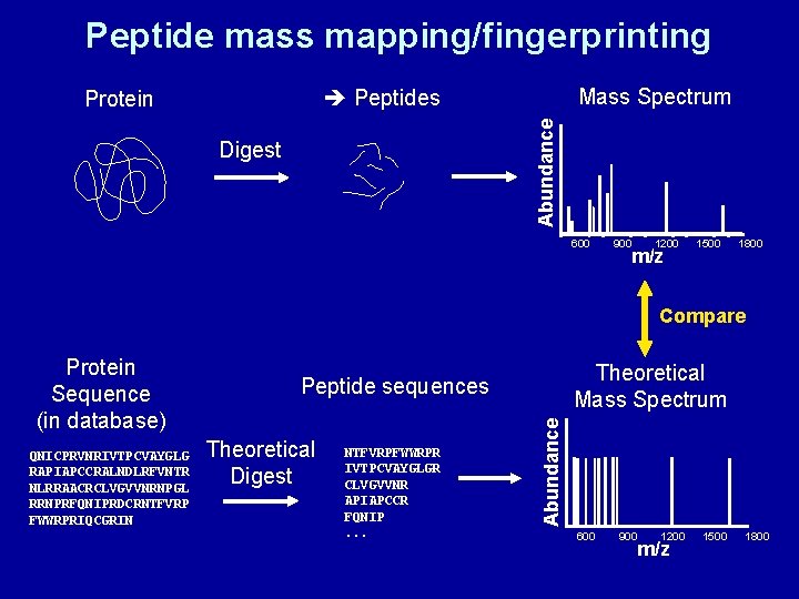 Peptide mass mapping/fingerprinting Mass Spectrum Peptides Abundance Protein Digest 600 900 1200 m/z 1500