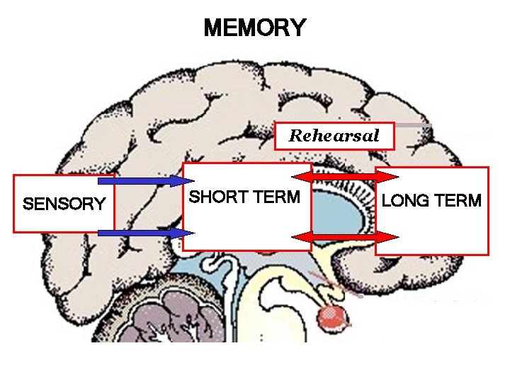 MEMORY Rehearsal SENSORY SHORT TERM LONG TERM 