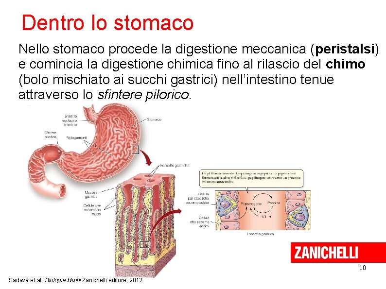 Dentro lo stomaco Nello stomaco procede la digestione meccanica (peristalsi) e comincia la digestione Dentro lo stomaco Nello stomaco procede la digestione meccanica (peristalsi) e comincia la digestione