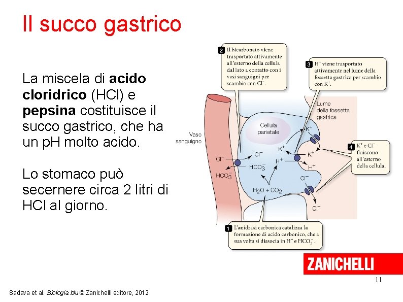 Il succo gastrico La miscela di acido cloridrico (HCl) e pepsina costituisce il succo