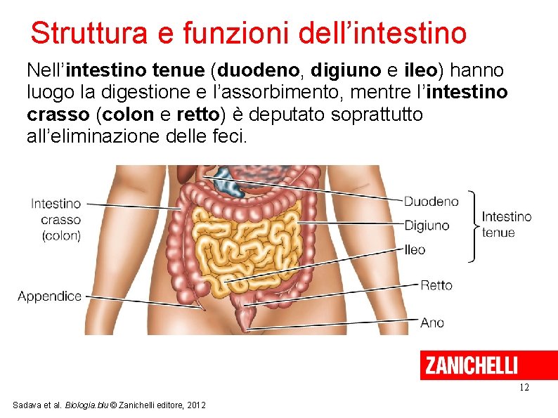 Struttura e funzioni dell’intestino Nell’intestino tenue (duodeno, digiuno e ileo) hanno luogo la digestione