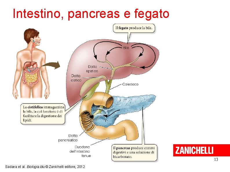 Intestino, pancreas e fegato 13 Sadava et al. Biologia. blu © Zanichelli editore, 2012