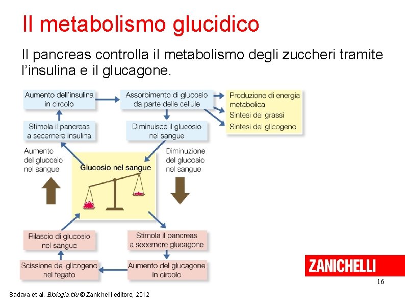 Il metabolismo glucidico Il pancreas controlla il metabolismo degli zuccheri tramite l’insulina e il Il metabolismo glucidico Il pancreas controlla il metabolismo degli zuccheri tramite l’insulina e il