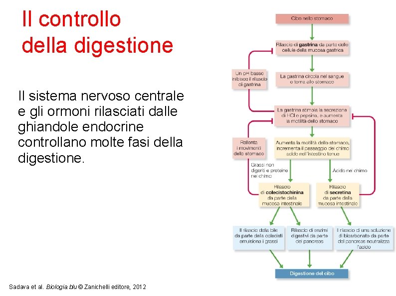 Il controllo della digestione Il sistema nervoso centrale e gli ormoni rilasciati dalle ghiandole