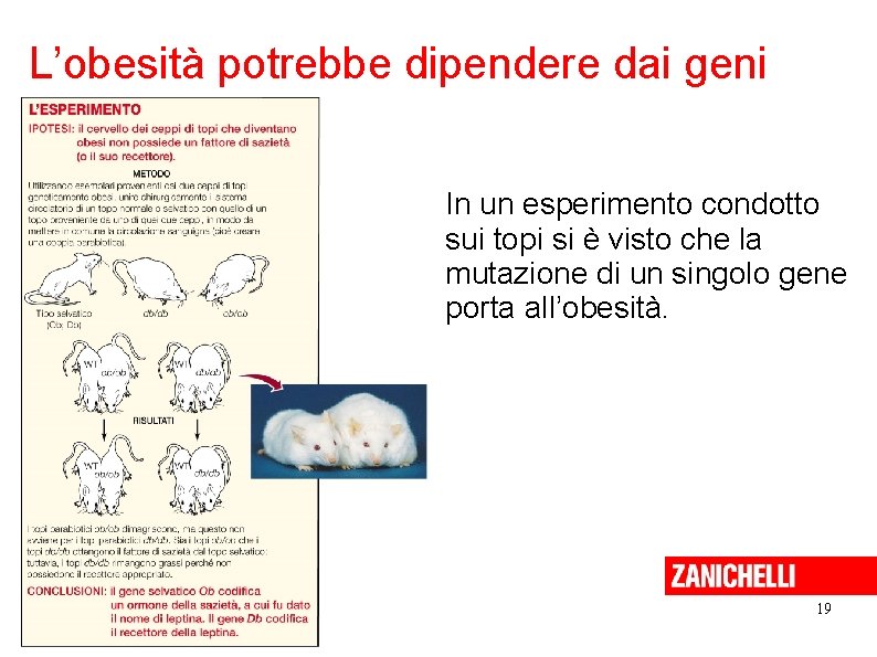 L’obesità potrebbe dipendere dai geni In un esperimento condotto sui topi si è visto L’obesità potrebbe dipendere dai geni In un esperimento condotto sui topi si è visto