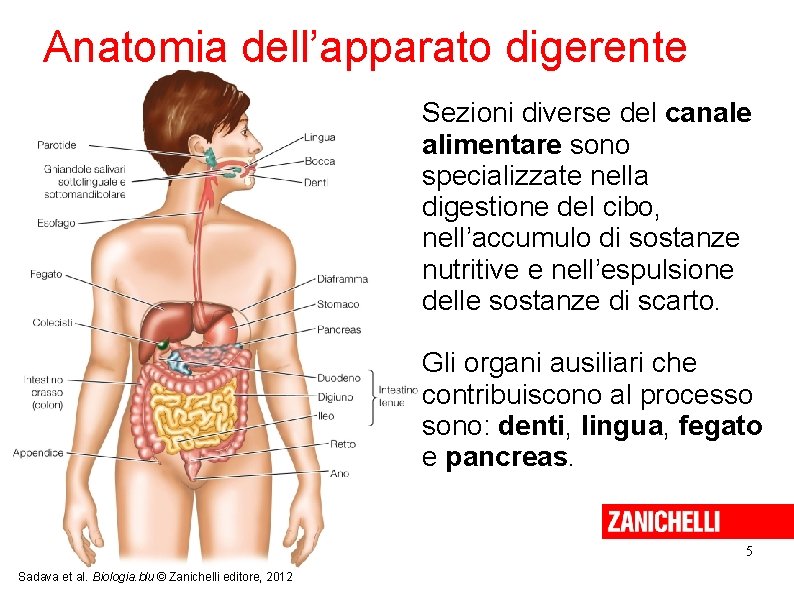 Anatomia dell’apparato digerente Sezioni diverse del canale alimentare sono specializzate nella digestione del cibo,