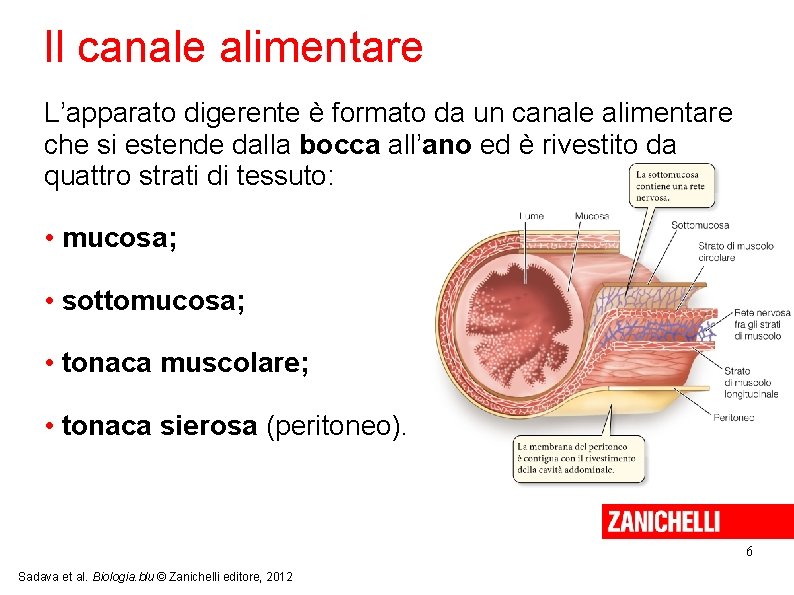 Il canale alimentare L’apparato digerente è formato da un canale alimentare che si estende Il canale alimentare L’apparato digerente è formato da un canale alimentare che si estende