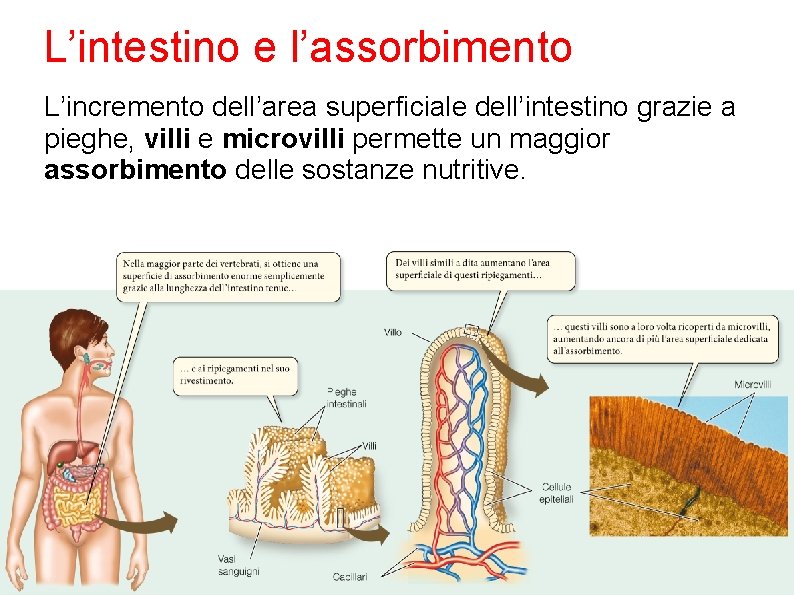 L’intestino e l’assorbimento L’incremento dell’area superficiale dell’intestino grazie a pieghe, villi e microvilli permette