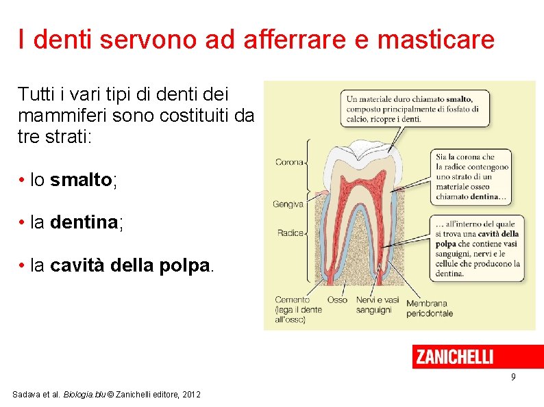 I denti servono ad afferrare e masticare Tutti i vari tipi di denti dei