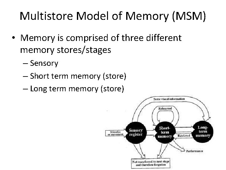 Multistore Model of Memory (MSM) • Memory is comprised of three different memory stores/stages Multistore Model of Memory (MSM) • Memory is comprised of three different memory stores/stages