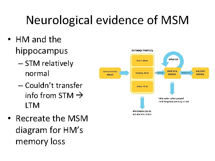 Neurological evidence of MSM • HM and the hippocampus – STM relatively normal – Neurological evidence of MSM • HM and the hippocampus – STM relatively normal –