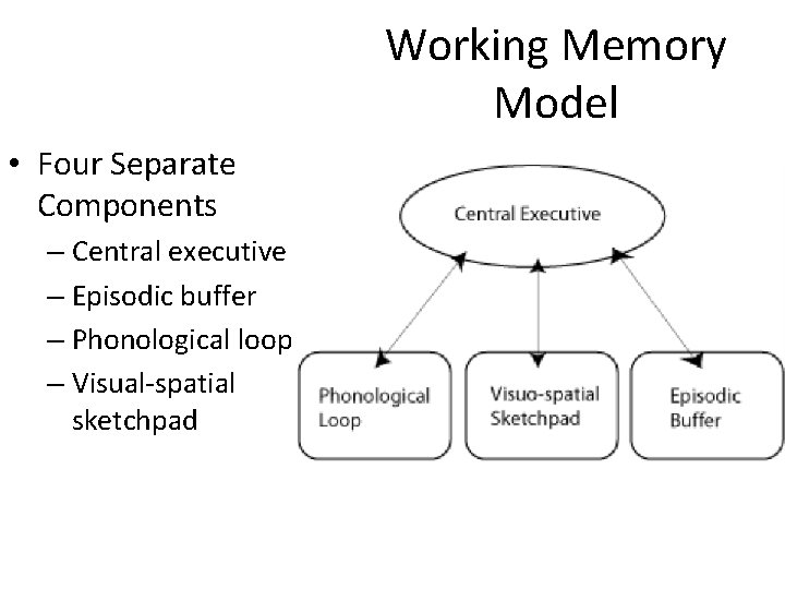 Working Memory Model • Four Separate Components – Central executive – Episodic buffer – Working Memory Model • Four Separate Components – Central executive – Episodic buffer –