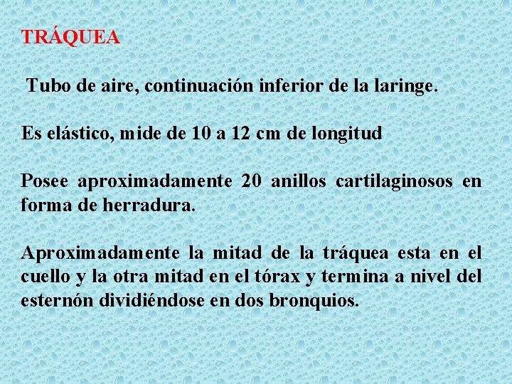 TRÁQUEA Tubo de aire, continuación inferior de la laringe. Es elástico, mide de 10