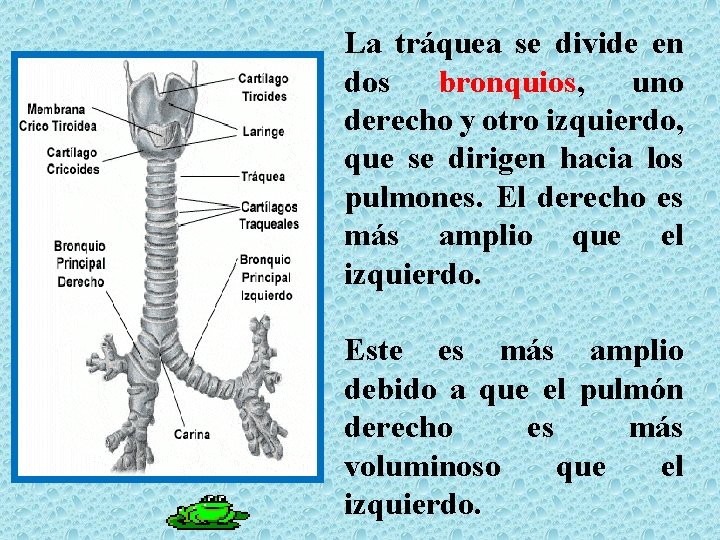 La tráquea se divide en dos bronquios, uno derecho y otro izquierdo, que se