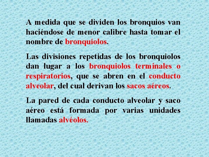 A medida que se dividen los bronquios van haciéndose de menor calibre hasta tomar