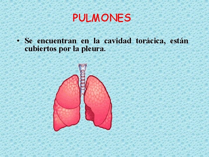 PULMONES • Se encuentran en la cavidad torácica, están cubiertos por la pleura. 