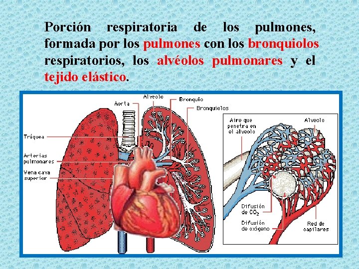 Porción respiratoria de los pulmones, formada por los pulmones con los bronquiolos respiratorios, los