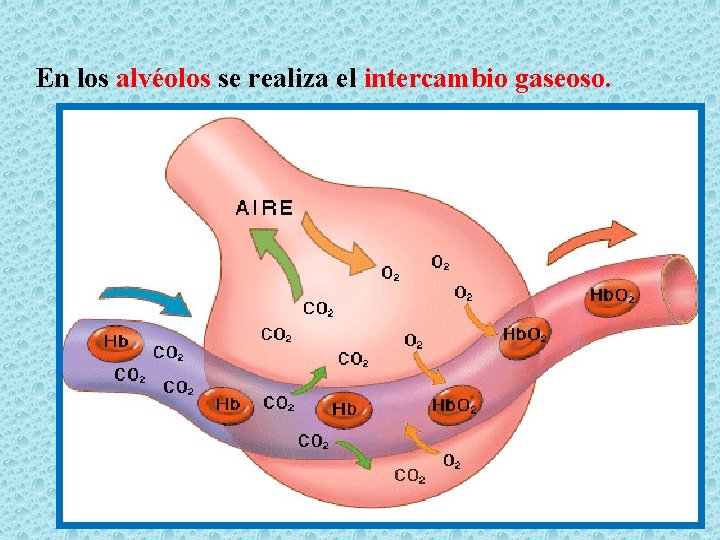 En los alvéolos se realiza el intercambio gaseoso. 
