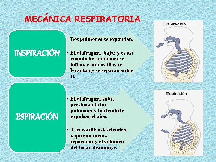 MECÁNICA RESPIRATORIA • Los pulmones se expandan. INSPIRACIÓN ESPIRACIÓN • El diafragma baja; y