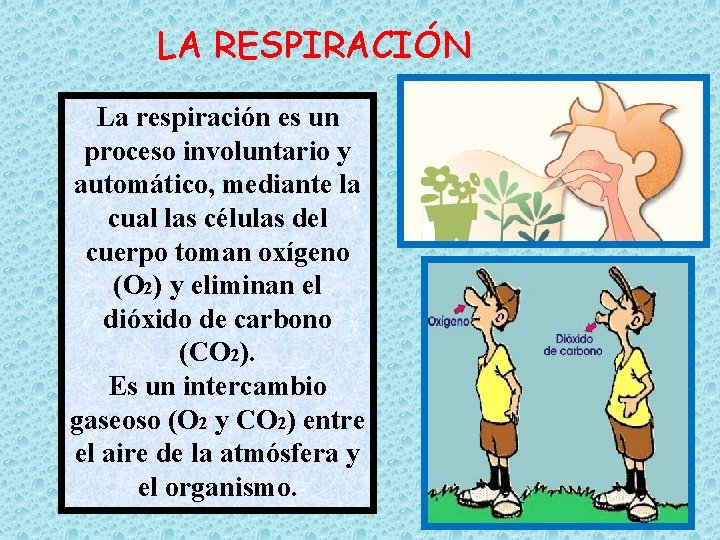 LA RESPIRACIÓN La respiración es un proceso involuntario y automático, mediante la cual las