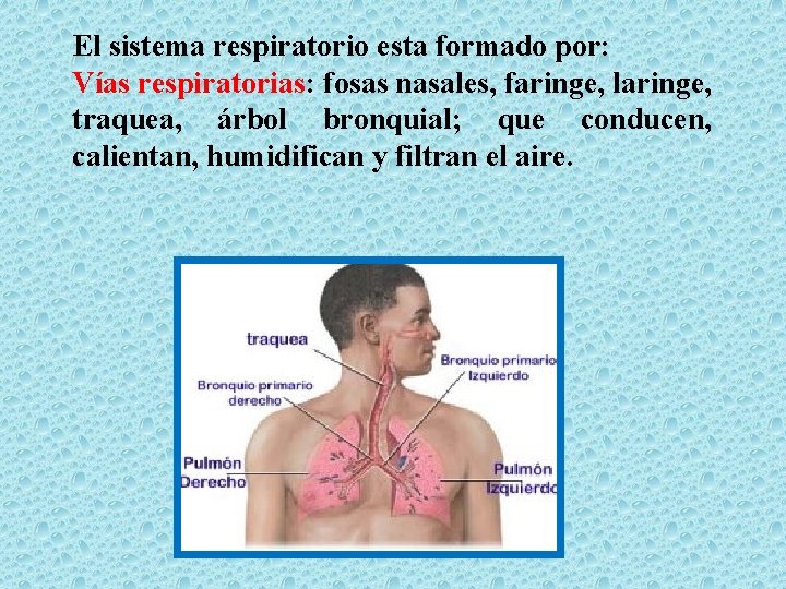 El sistema respiratorio esta formado por: Vías respiratorias: fosas nasales, faringe, laringe, traquea, árbol