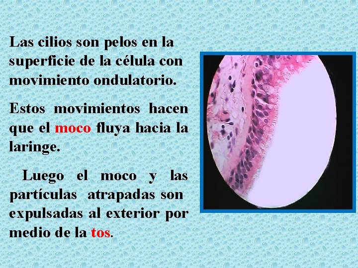 Las cilios son pelos en la superficie de la célula con movimiento ondulatorio. Estos