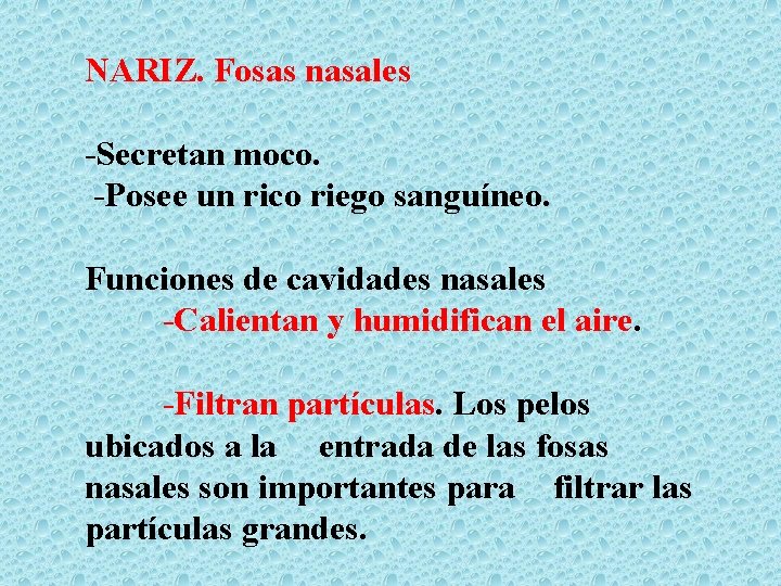 NARIZ. Fosas nasales -Secretan moco. -Posee un rico riego sanguíneo. Funciones de cavidades nasales