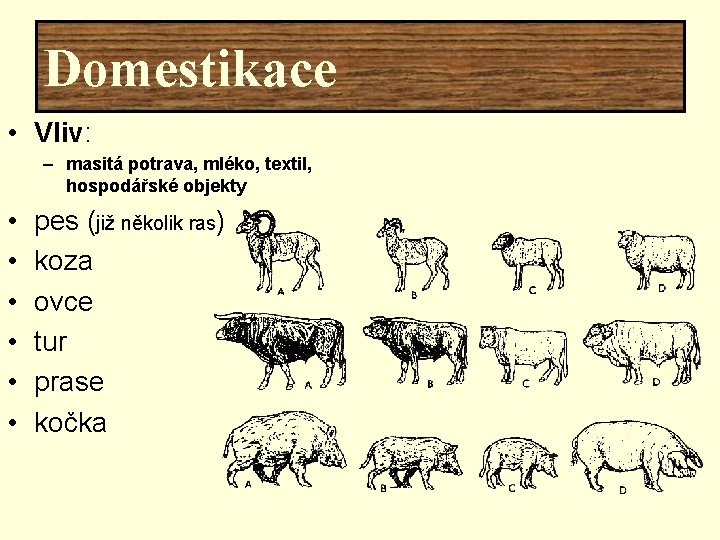 Domestikace • Vliv: – masitá potrava, mléko, textil, hospodářské objekty • • • pes