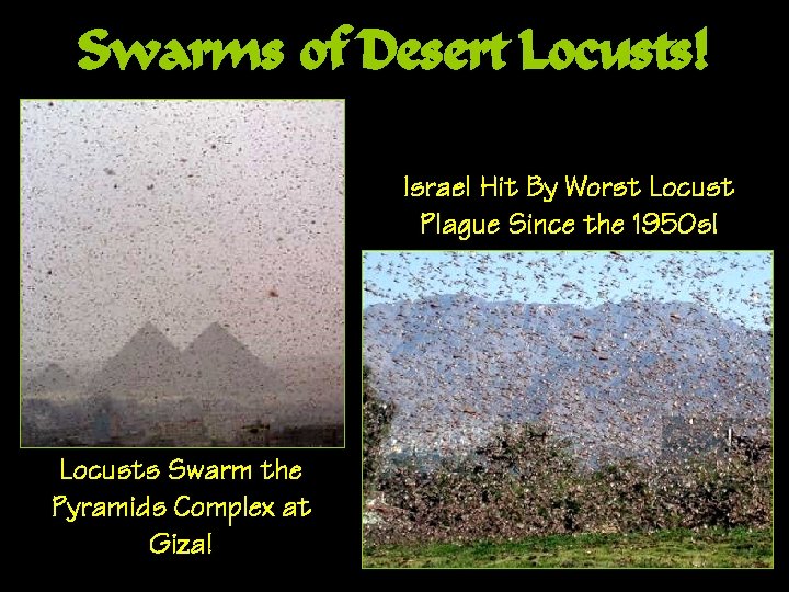 Swarms of Desert Locusts! Israel Hit By Worst Locust Plague Since the 1950 s!